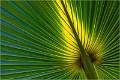 Palm leaf_Peter Cox